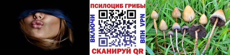 кракен маркетплейс Кропоткин Псилоцибиновые грибы Psilocybe